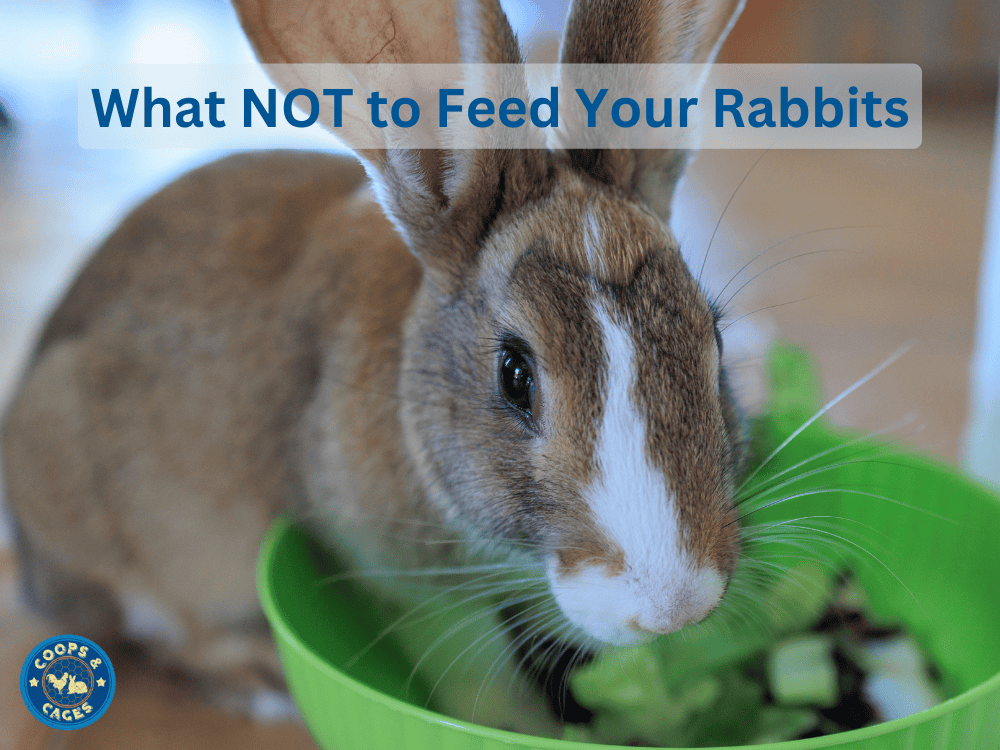 What NOT to Feed your Rabbits