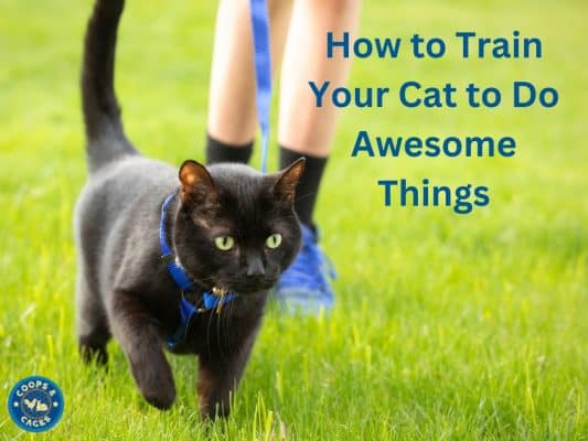 How to Train Your Cat to Do Awesome Things