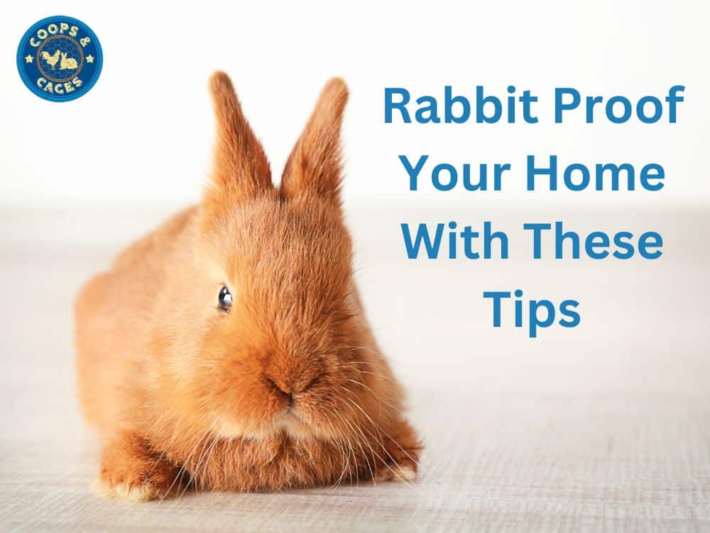 Rabbit Proof Your Home With These Tips