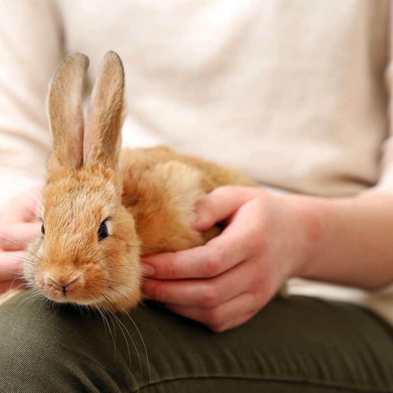 Bunny on her owner's lap