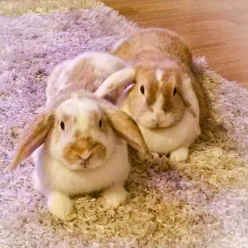 2 rabbits on carpet