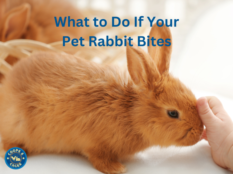 What to Do If Your Pet Rabbit Bites