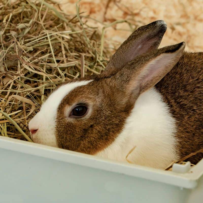 Pet rabbit in box with hay