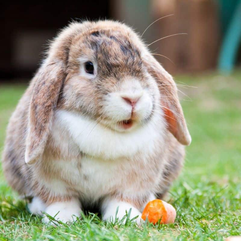 Pet rabbit with carrot