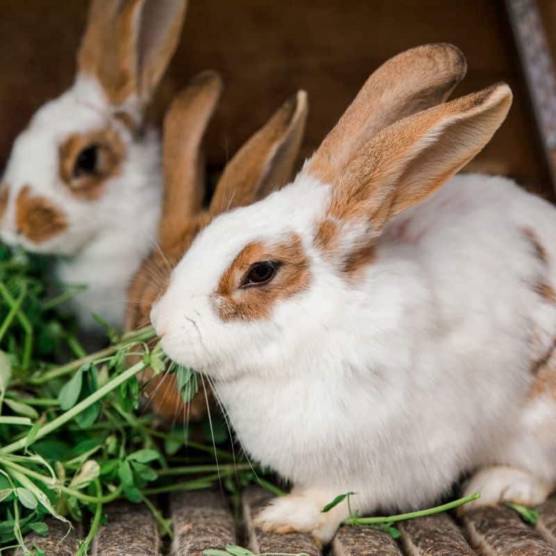 3 pet rabbits eating grass