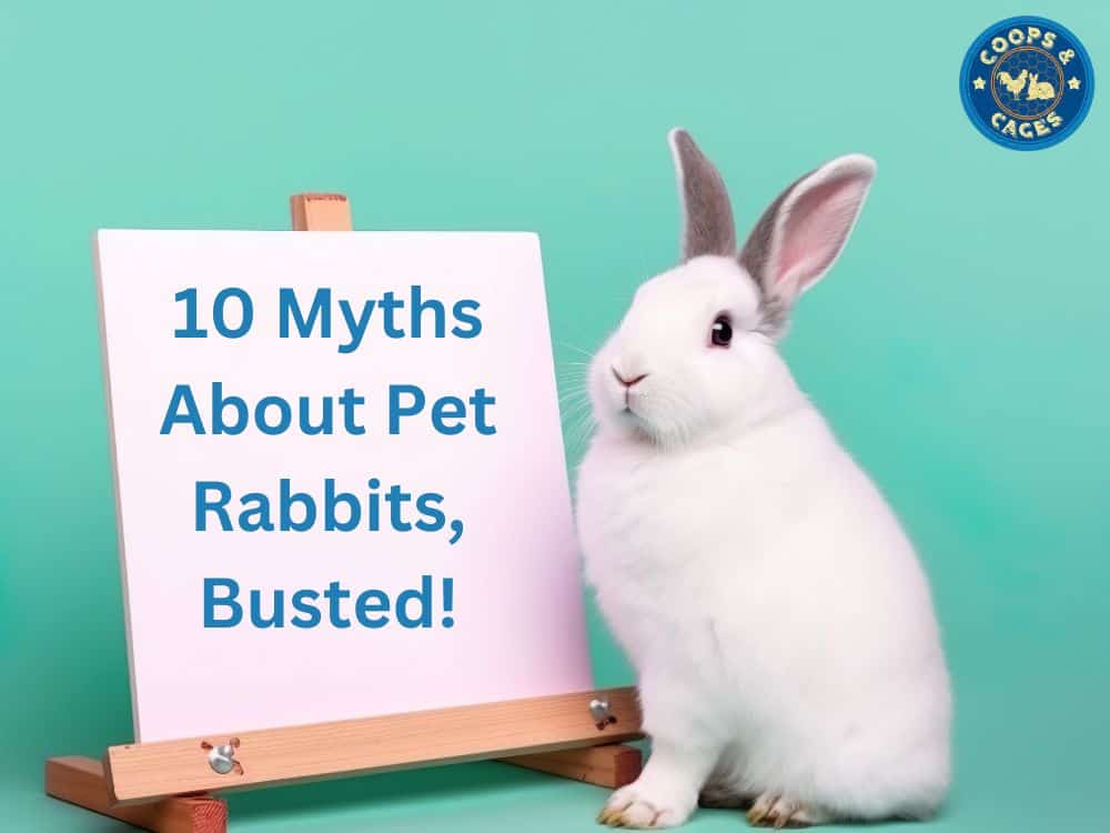 10 Myths About Pet Rabbits Busted