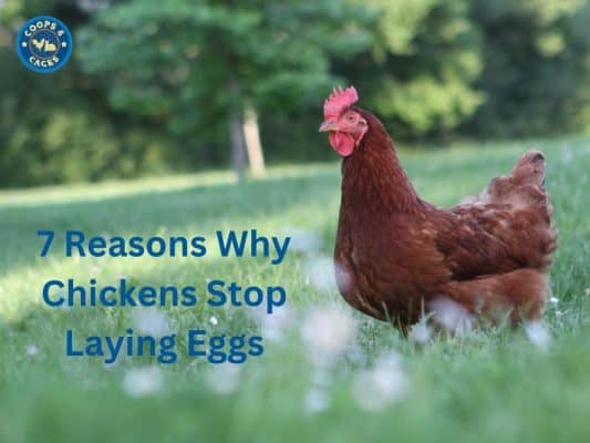 7 Reasons Why Chickens Stop Laying Eggs