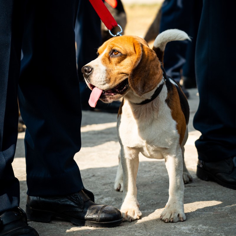 A Beagle service dog, known for its friendly disposition and keen sense of smell