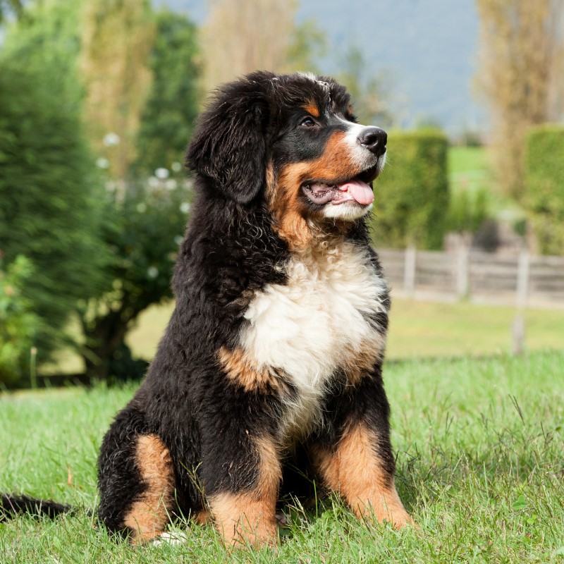A Bernese Mountain Dog service dog providing stability and aid to an individual with physical disabilities