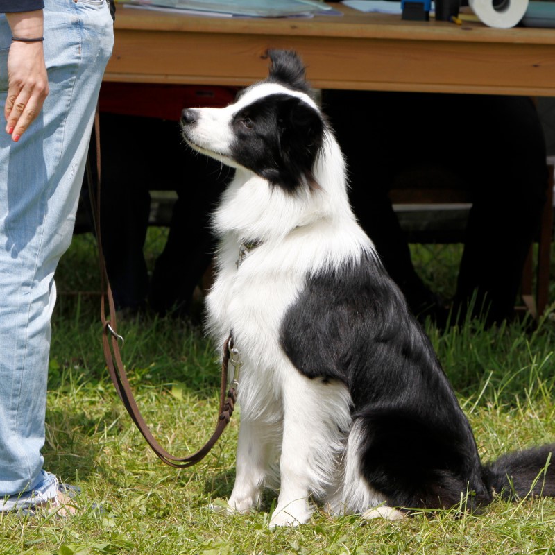 A Border Collie service dog, known for its intelligence and agility