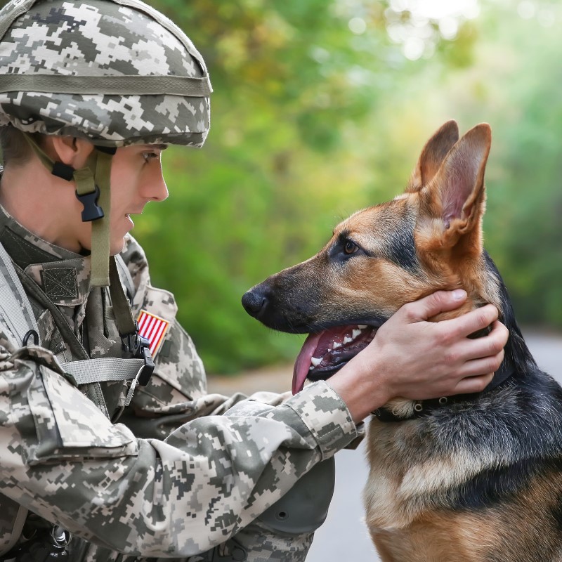 A German Shepherd service dog, demonstrating its intelligence and strong bond with its handler