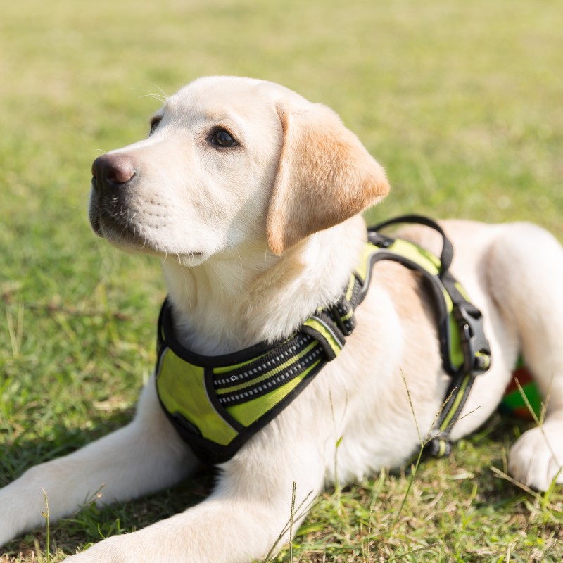 A Labrador Retriever service dog wearing a harness, showcasing its calm temperament and readiness to assist in diverse environments. 
