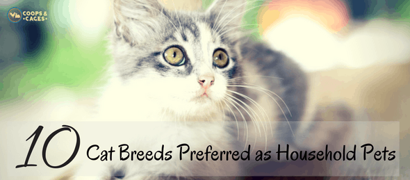 Most Noisy Cat Breeds 2024: The top 10 most vocal cat breeds that