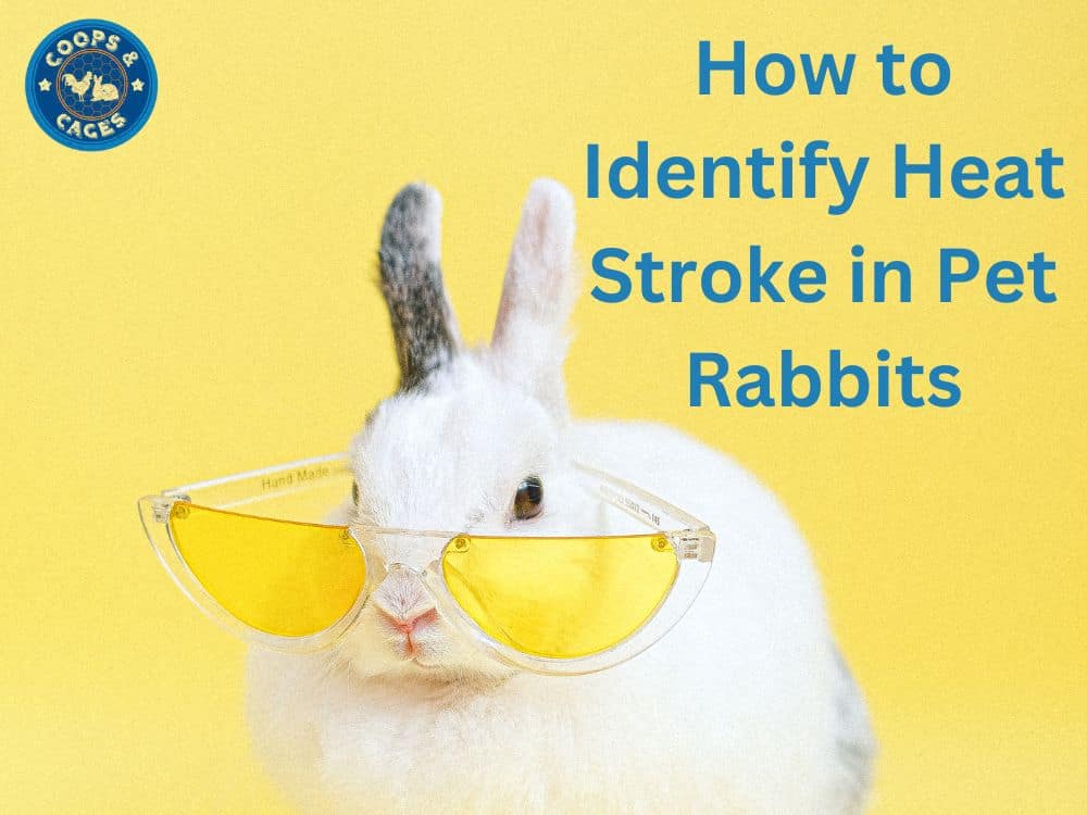 How To Prevent Heat Stroke In Pet Rabbits