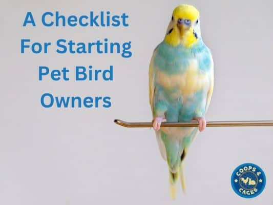 A checklist for starting bird owners