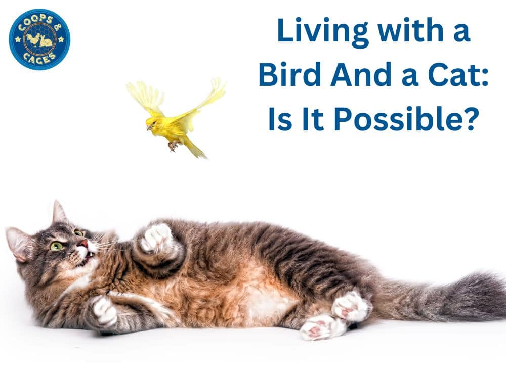 Living with a Bird and a Cat Is It Possible