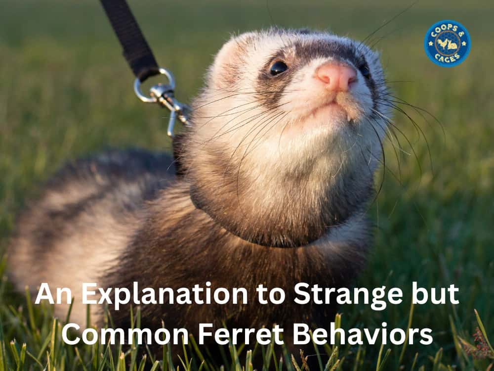 An Explanation to Strange but Common Ferret Behaviors