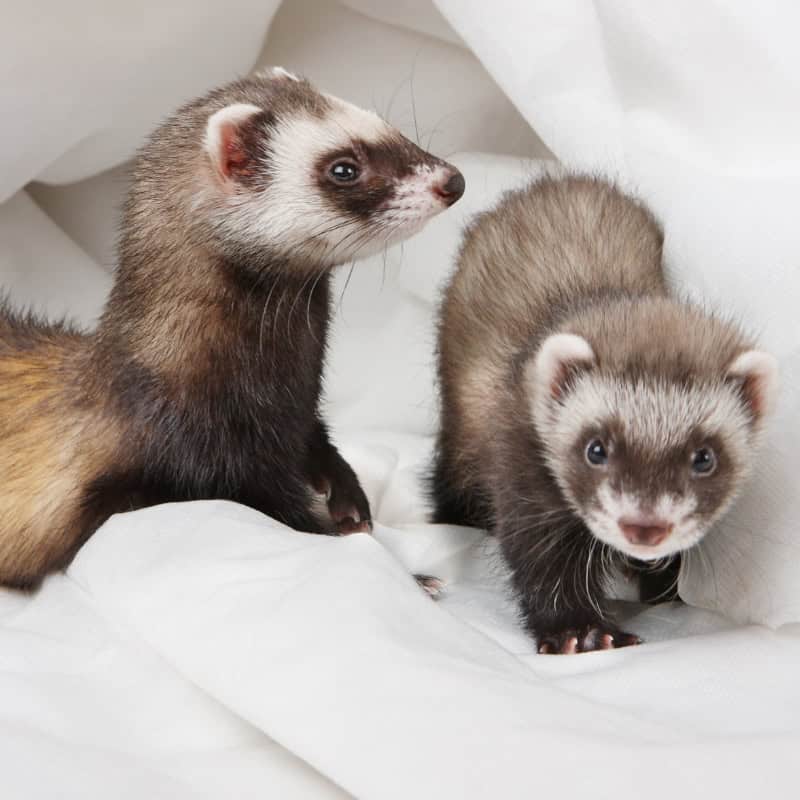 Two ferrets playing together