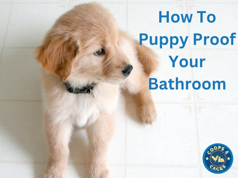 A golden retriever puppy sitting on a white tiled floor looking to its left.