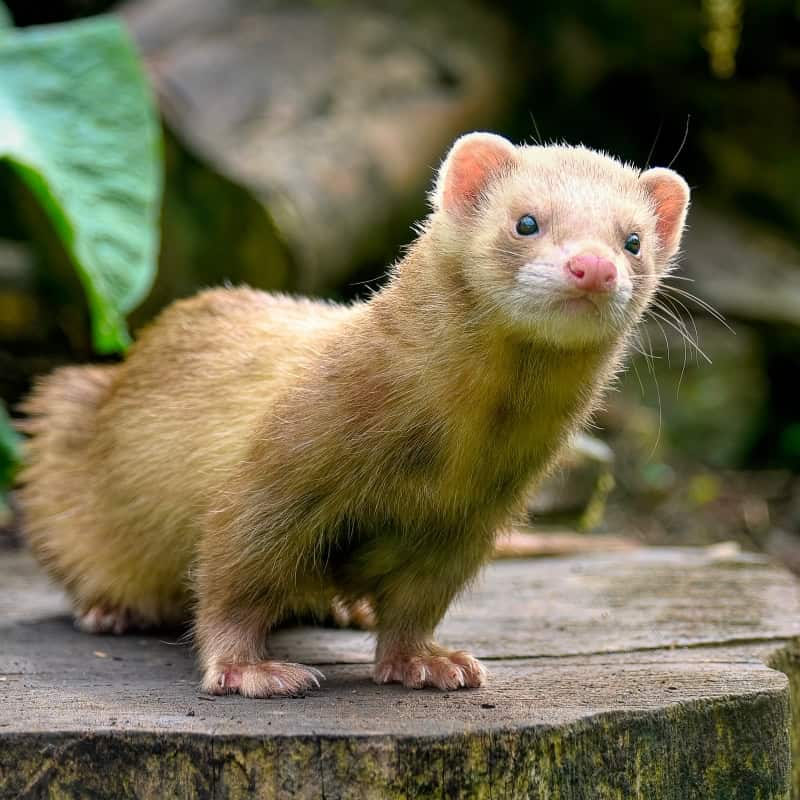 A ferret sitting outside