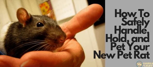 new pet rat