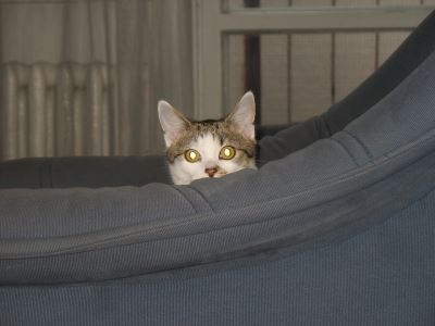 cat hide out
