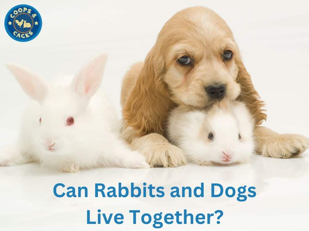 Can Rabbits and Dogs Live Together