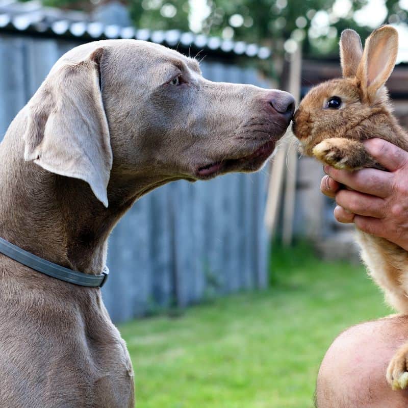 Can Rabbits And Dogs Live Together Coops And Cages