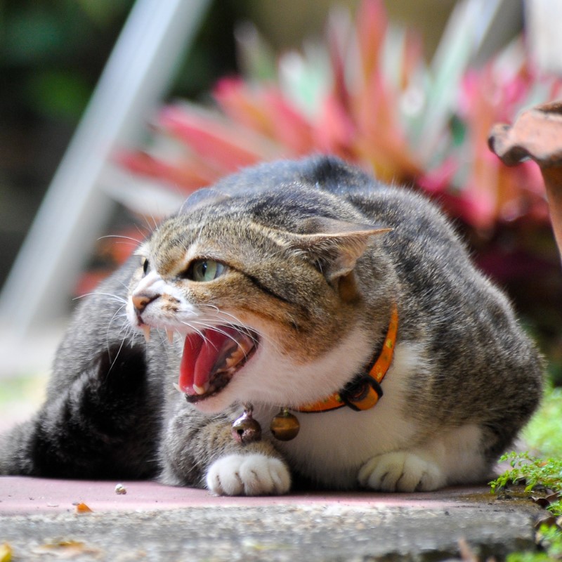 Physical Causes of Cat Aggression