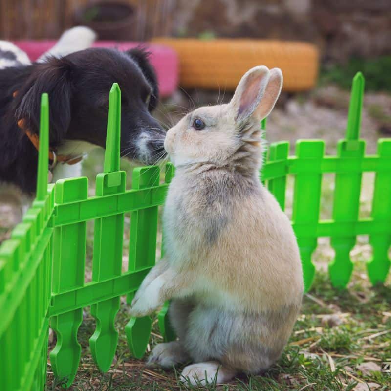 Rabbit and dog