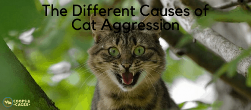 The Different Causes Of Cat Aggression | Coops And Cages