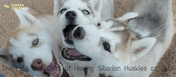 are siberian huskies nice