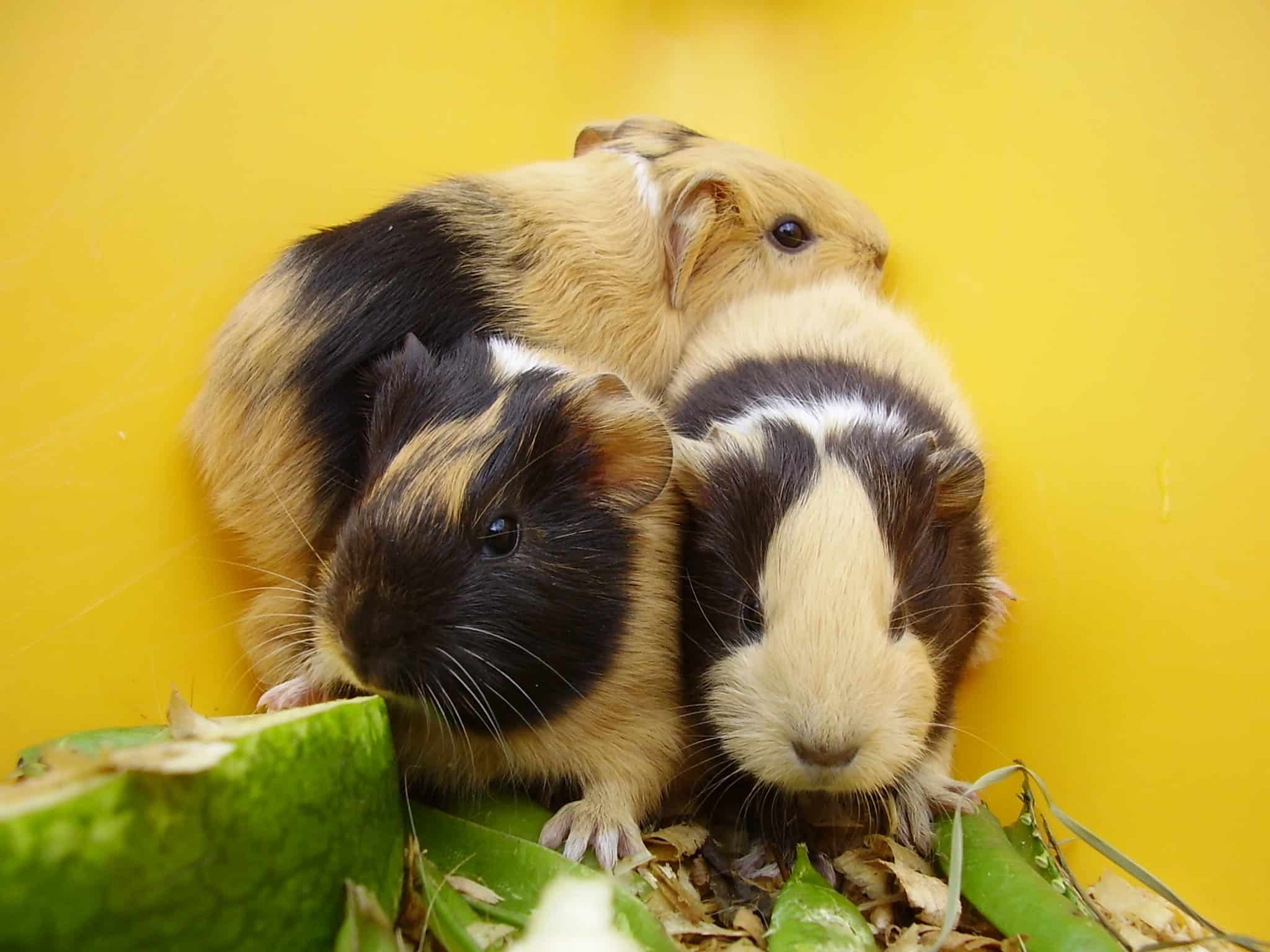 Guinea Pigs as Pets: Breeds, Behavior & Sounds