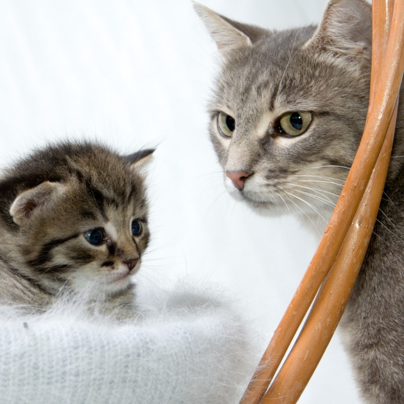 Tips for Introducing Your New Kitten to Other Cats