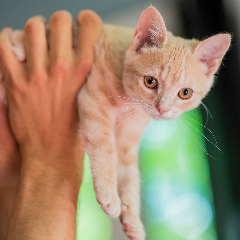 Tips for Introducing Your New Kitten