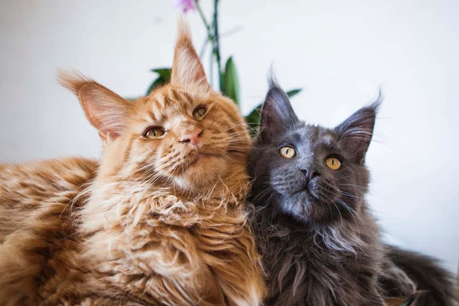6 Health Benefits Of Having A Pet Cat | Coops And Cages