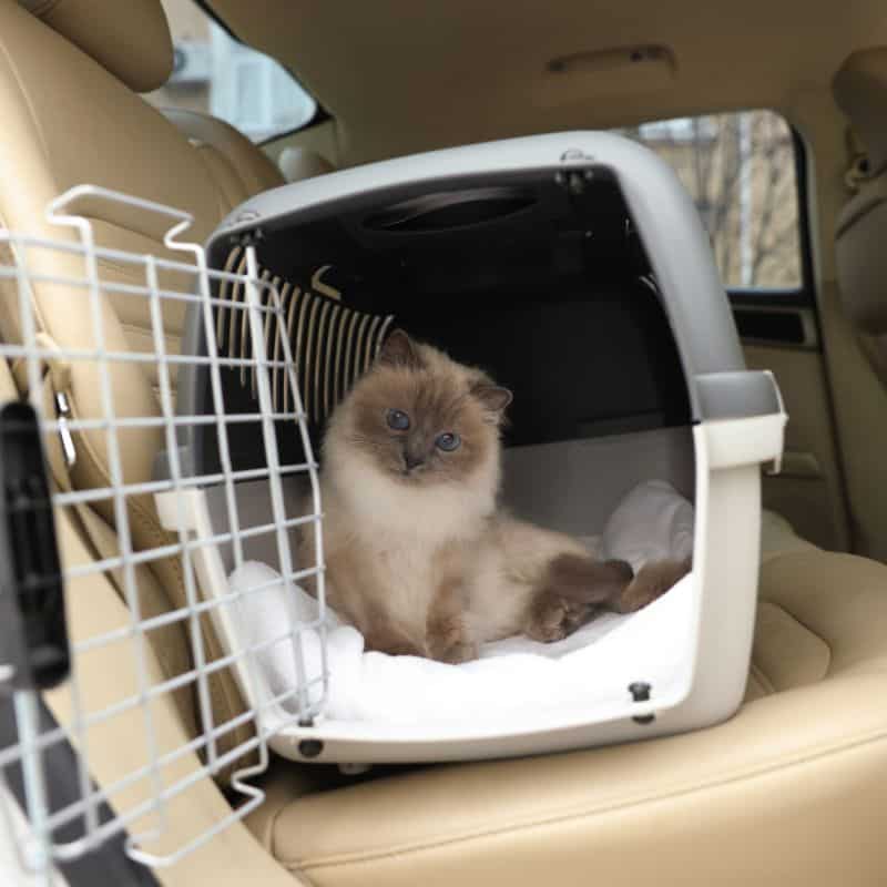 Cat travel carrier