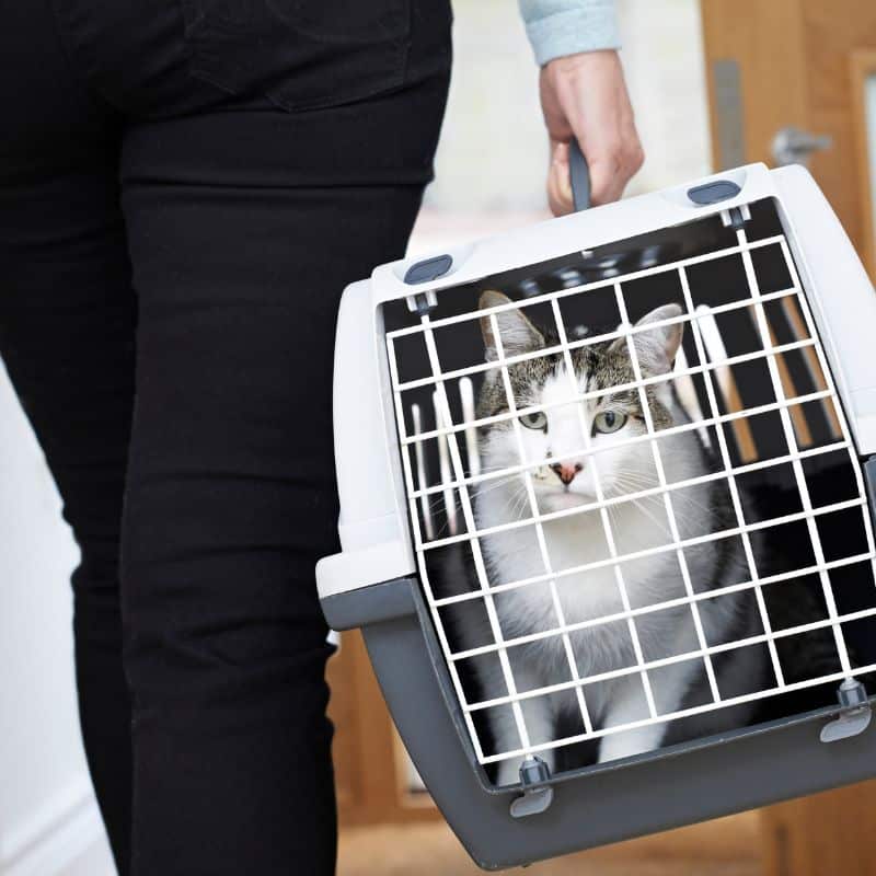 Cat travelling in carrier