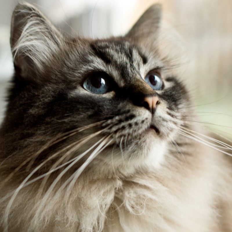 A cat's whiskers are not just for show; they're also a key indicator of their mood