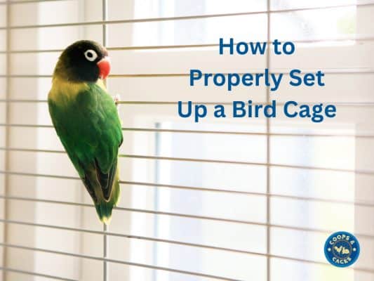 How to Properly Set Up a Bird Cage
