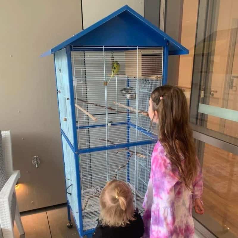 Two girls looking at quaker parrots inside a blue bird cage