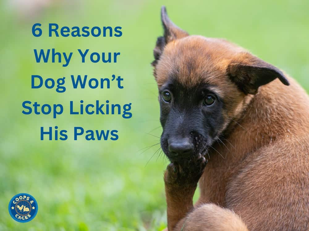 6 Reasons Why Your Dog Won't Stop Licking His Paws