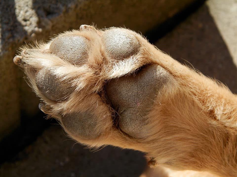 6 Reasons Why Your Dog Won't Stop Licking His Paws