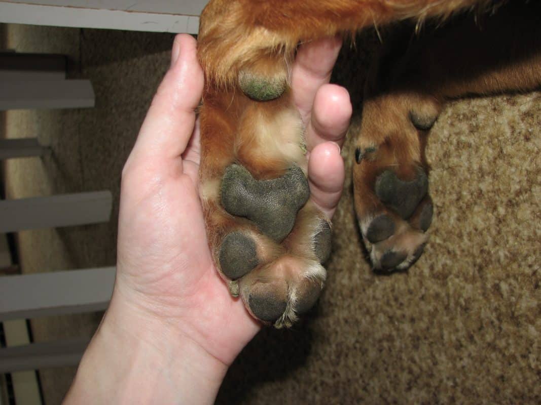 6 Reasons Why Your Dog Won’t Stop Licking His Paws 4 1067x800 
