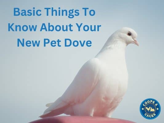 A white dove sitting on the palm of a hand, with a light blue background.