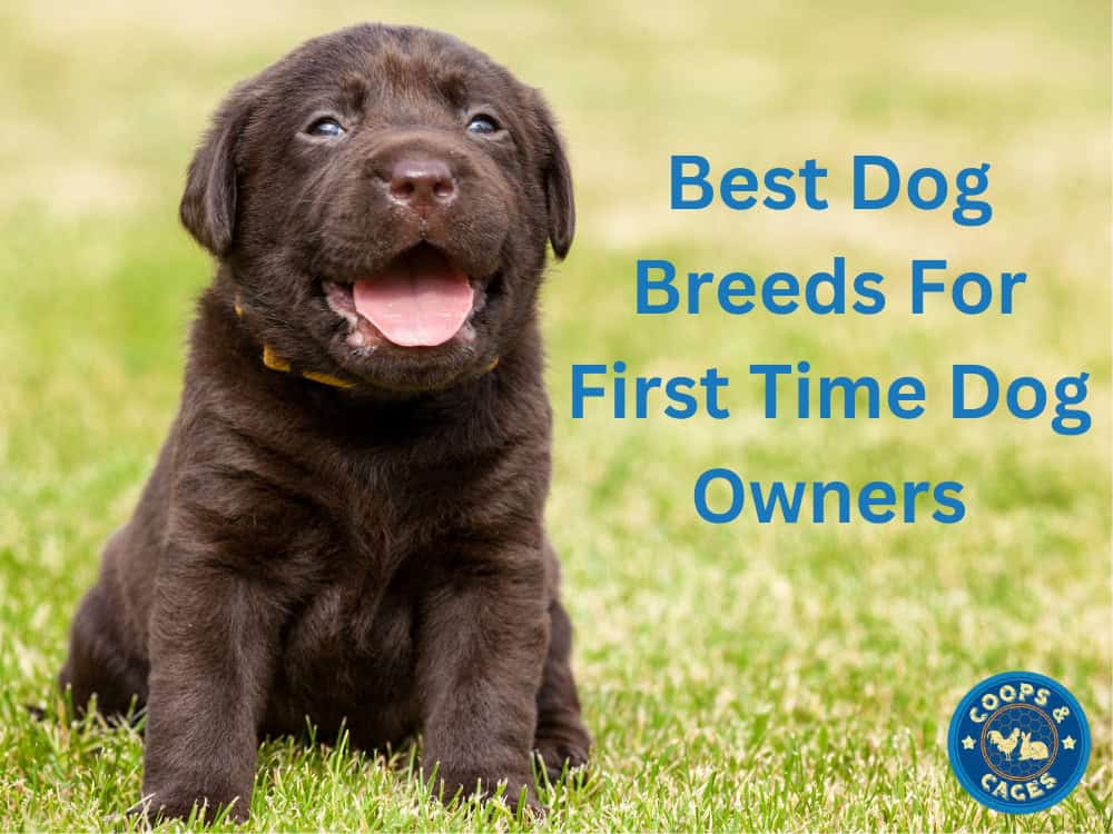 Best Dog Breeds For First Time Dog Owners Coops And Cages