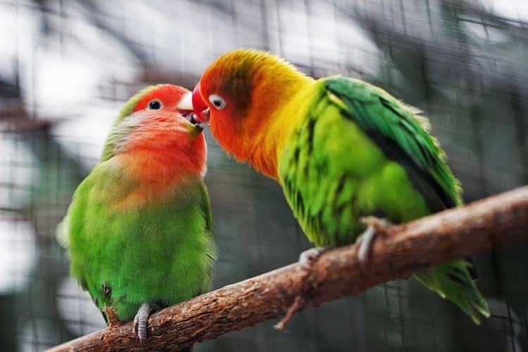 breeding parrots for beginners