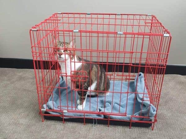 Customer photo - Cat in 24 Inch Small Red Crate