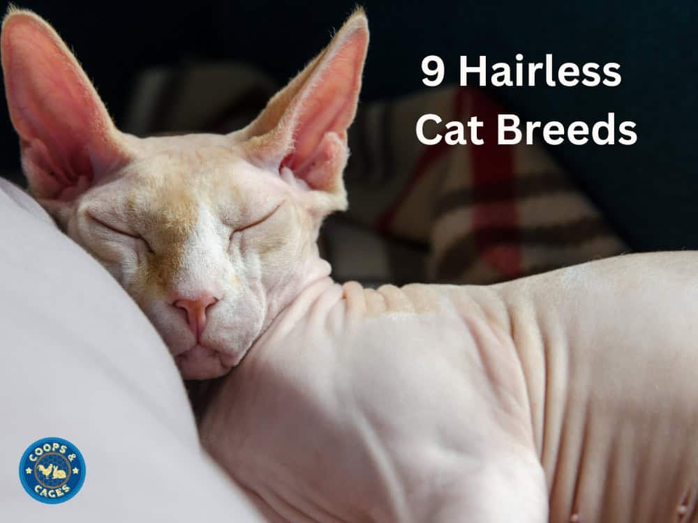 9 Hairless Cat Breeds