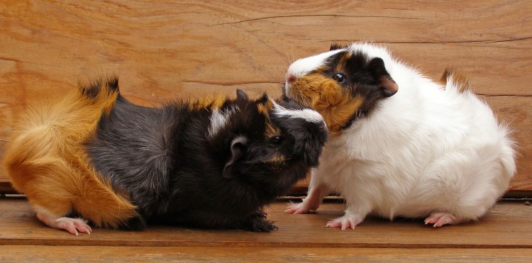 Guinea Pig Picture